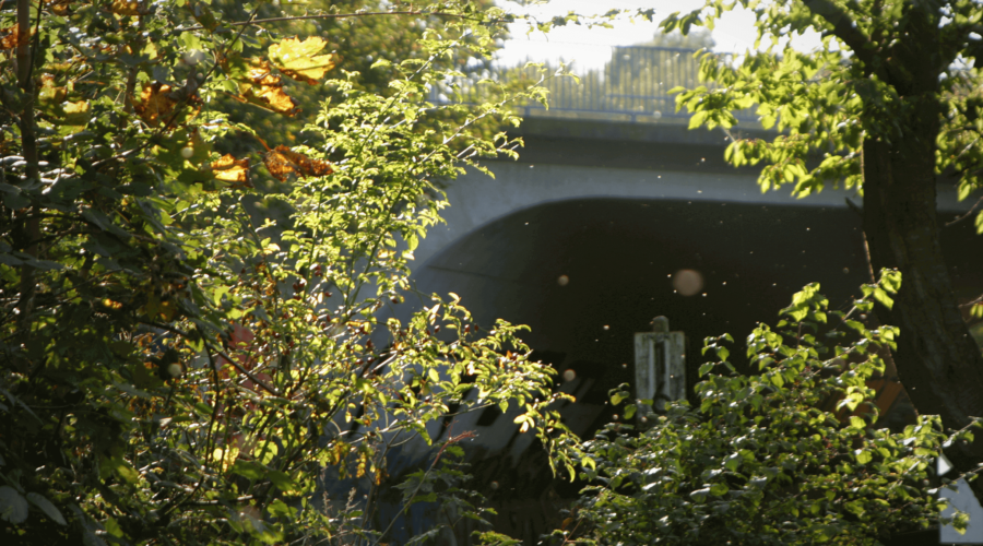 Im Vordergrund Bäume und Büsche, im Hintergrund eine Brücke.