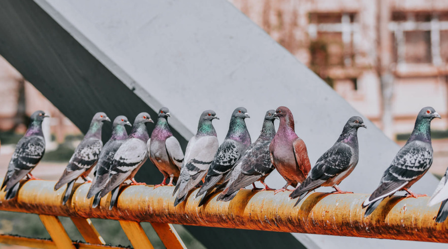 Zahlreiche Tauben sitzen auf einem Geländer.